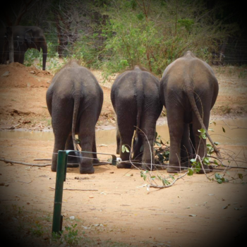 Rondreis Bali & Lombok - De 3 Sri Lanka girls