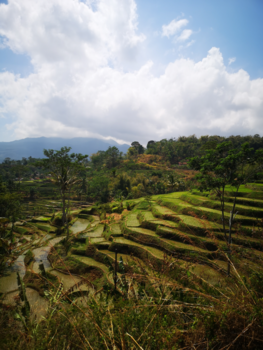 Rondreis Indonesië in vier weken - Rijstvelden java