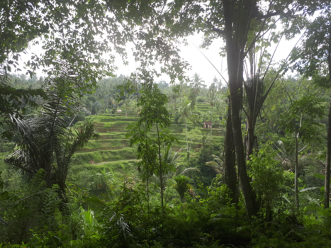 Bali - Tijdens de quad route