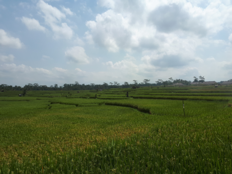 Bali - Rijstvelden