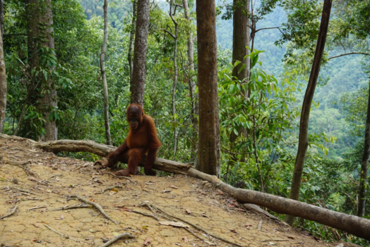 Sumatra - In de jungle van Sumatra liep ik deze wilde orang oetan tegen het lijf.