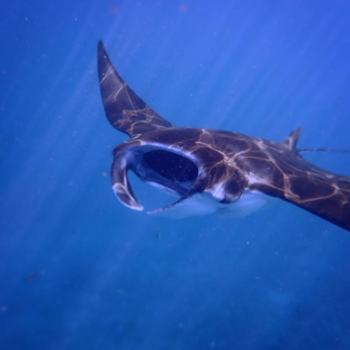 Bali - Mantaray Mantabay Mike