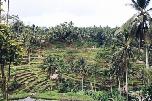 Bali - Tegalang rice terrace