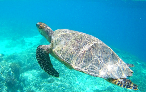 Gili-eilanden - Wauw, jou kwamen we tegen tijdens het snorkelen!