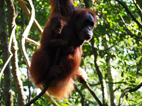 Sumatra - Tou rist or not tou rist