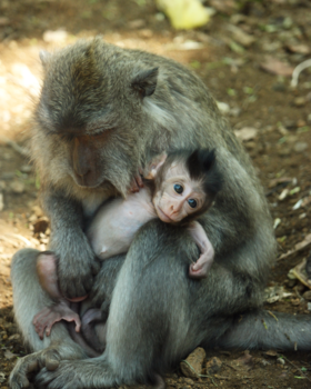 Bali - Monkeylove