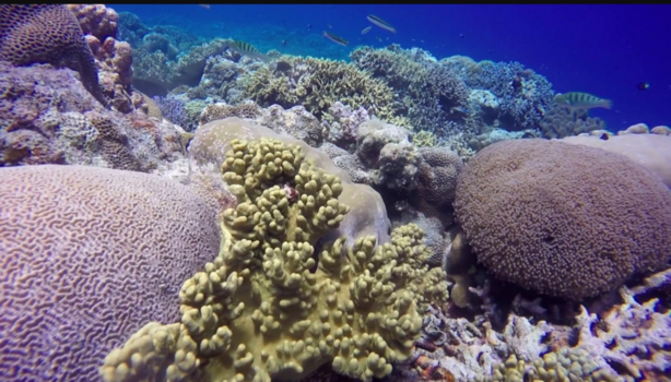 Rondreis Sulawesi - Snorkelen togeans