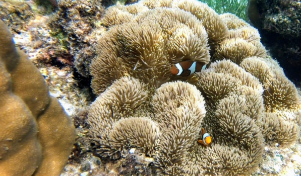 Rondreis Sulawesi - Nemo visjes bij kakadiri island