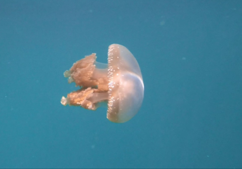 Rondreis Sulawesi - Jelly lake