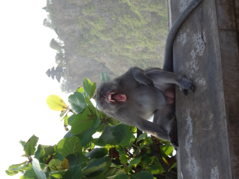 Bali - Smiling Monkey Uluwatu Temple