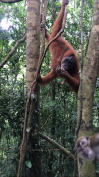 Rondreis Indonesië in vier weken - Photobomb!
