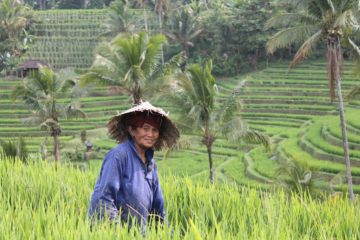 Bali - Prachtige, harde werkster