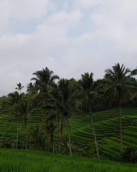 Bali - Rijstenvelden
