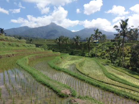 Bali - The Ricefields of Bali