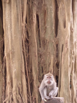 Ubud - Monkey forest by Sterre