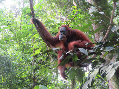 Sumatra - Puur natuur oog in oog met Orang Oetans