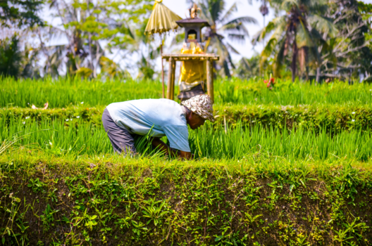 Rondreis Indonesië in vier weken - Werken op het rijstveld