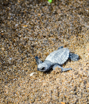 Rondreis Indonesië in vier weken