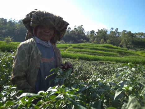 Java - Farmer in Papandayan Rice Fields