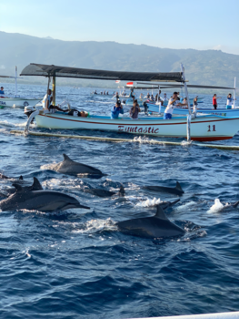 Bali - Lovina, Dolphins and tourists