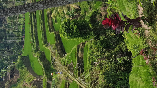 Bali - De rijstvelden op Bali