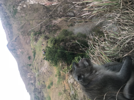 Bali - Monkey on volcano 🐒