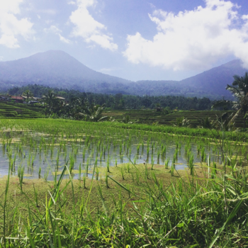 Bali - Jatiluwih
