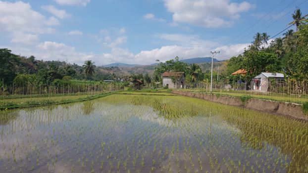 Bali - Sawa's in Bali