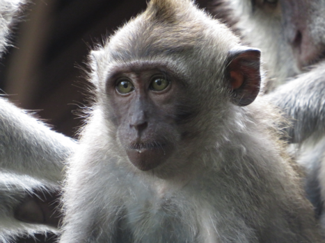 Monkey Forest - Monkey business