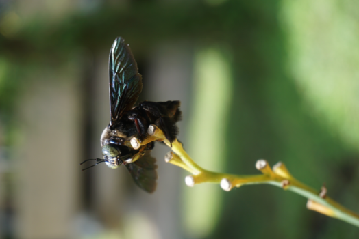 Bali - Rara, wat ben ik?