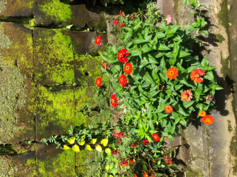 Bali - Prachtige bloemen