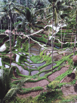 Bali - Rijstvelden ubud