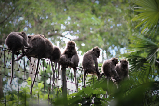 Bali - The guards of Ubud.