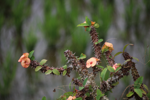Bali - Flora, Founa & Spiderwebs