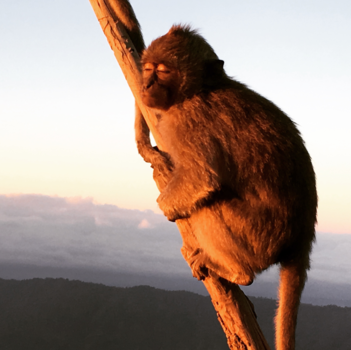 Bali - Grijze Makaak bij zonsopkomst Batur Vulkaan Bali