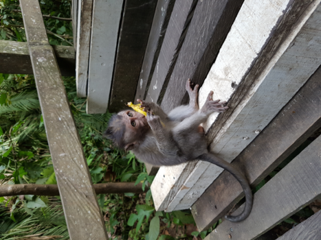 Bali - Monkey forest