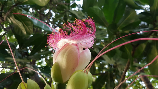 Sulawesi - 1-day flower