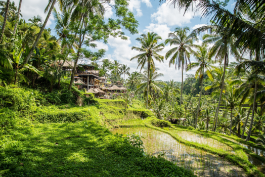 Bali - Bali rice terrace