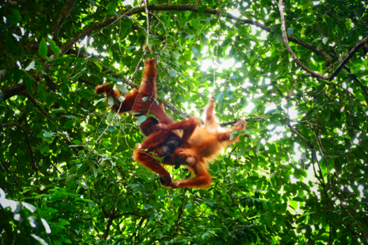 Sumatra - Bescherm de orang - oetan in het mooie groene regenwoud. Say NO to palm oil!