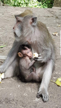 Rondreis Indonesië in vier weken - monky