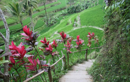 Bali - Mooiste plek van de wereld.