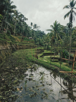 Ubud - Cloudy Days at Tegalalang