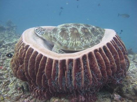 Gili-eilanden - Slaapplekje op maat