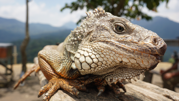 Bali - Tijdens onze rondreis door Indonesië een ontmoeting met deze prachtige Leguaan
