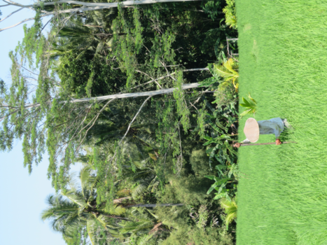 Bali - Ubud, Rice Fields