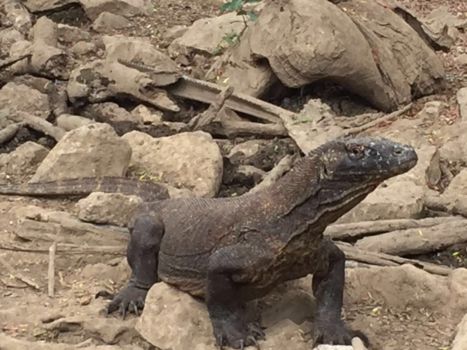 Flores - Komodo dragon