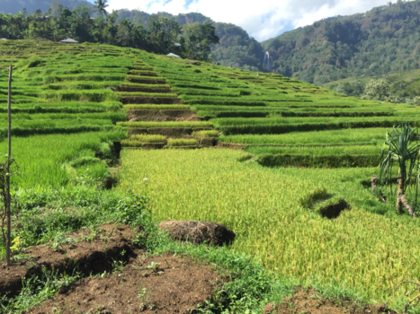 Flores - Rice paddy