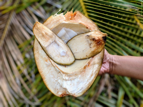 Molukken - Vers door middengehakte kokosnoot. Molukken Suli Hanié