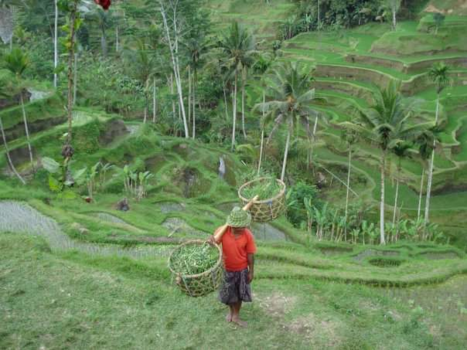 Bali - Bali; a fine combination..