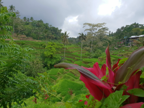 Bali - Rijst terrassen